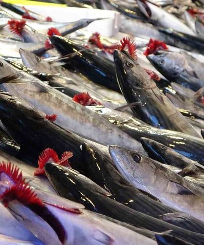 Trabzon’da Palamut Sezonu Bereketli Başladı