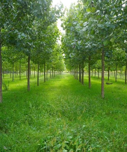 Trabzon’da Fındık Üreticisi Zorda,Çarşamba Fındığa Yöneliyor