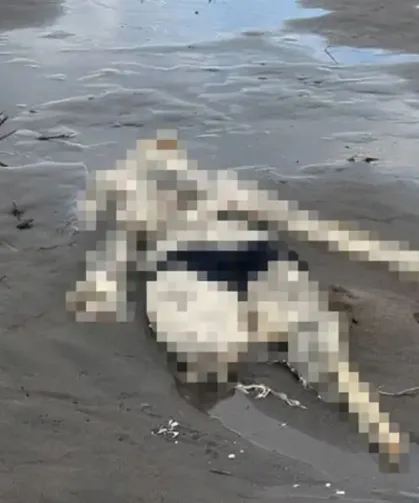 Terme Sahilinde İnsan İskeleti Bulundu