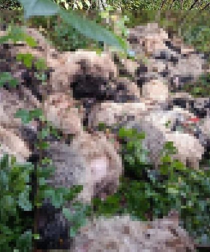 Maçka’da 184 Koyun Uçurumdan Yuvarlandı
