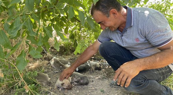 KAYSERİ - Toprak altından kurtarılan köpek ve 7 yavrusunun yeni yuvası elma bahçesi oldu