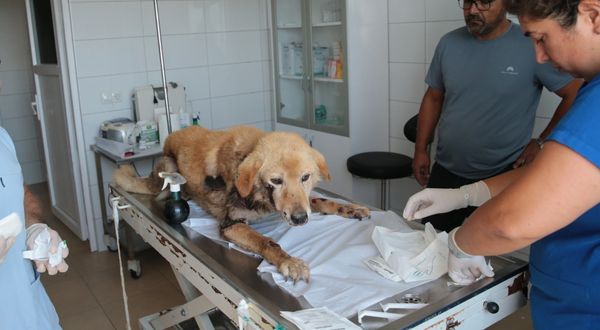 Bolu'da köpeğini aracına bağlayarak metrelerce sürükleyen kişiye para cezası