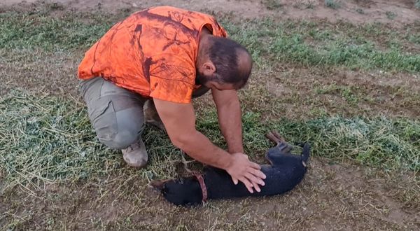 DENİZLİ - Nefessiz kalan köpeğini kalp masajıyla hayata döndürdü