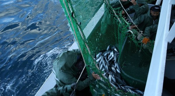 Karadenizli balıkçıların ağları palamutla doldu
