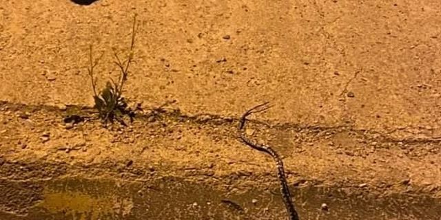 Karabük'te kediyle yılanın mücadelesi görüntülendi