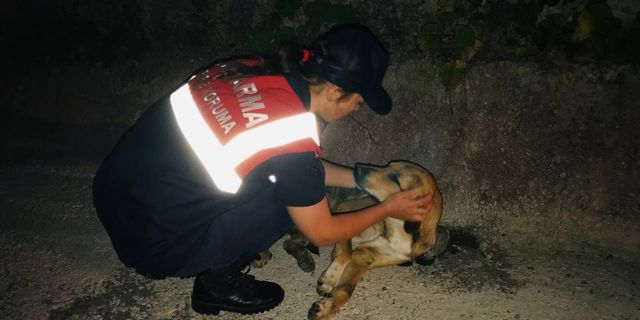 Kastamonu'da otomobilin çarptığı köpek jandarma tarafından kurtarıldı