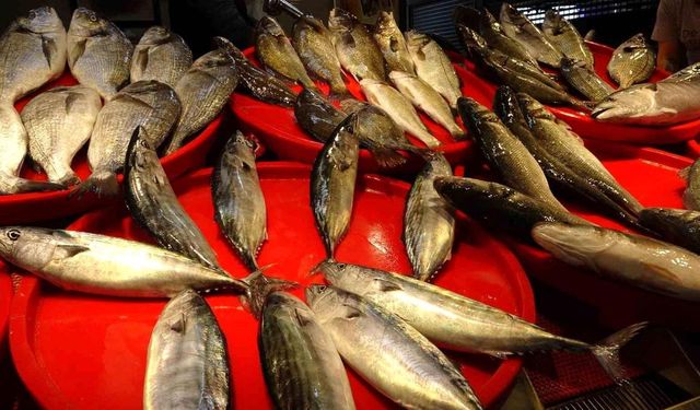 Karadeniz'de palamut sezonu başladı! Trabzon balık halinde fiyatlar...