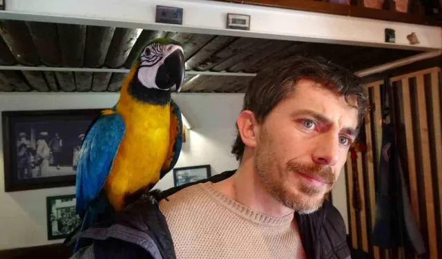 Trabzon'da kaybolan papağan sosyal medyada bulundu