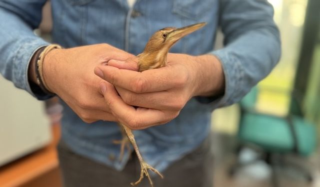 Trabzon'da bitkin bulunan balaban kuşu koruma altına alındı