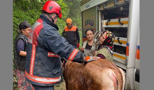 Trabzon’da inek kurtarma operasyonu