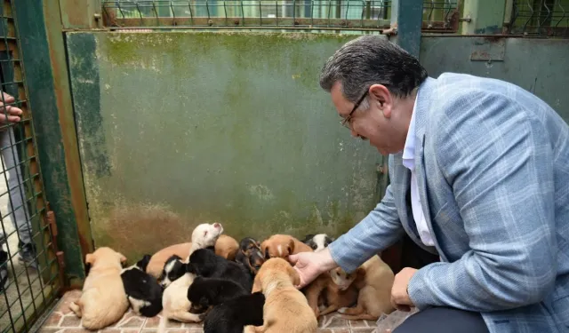 Trabzon, Sahipsiz Köpekler İçin Model Şehir Olacak