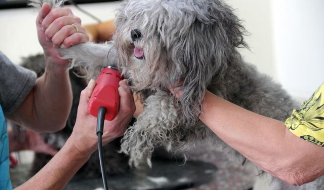 En İyi Köpek Traş Makinesi Modelleri ve Fiyatları