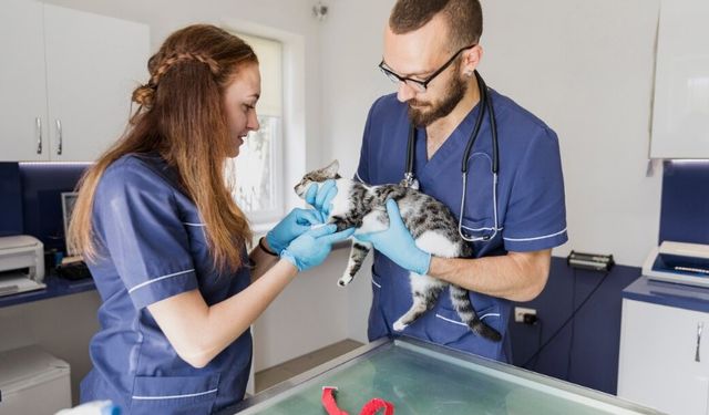 Güzelbahçe’de Size En Yakın Veteriner