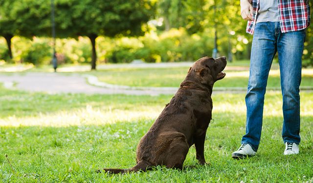 Köpeğinizin Zihinsel Kapasitesini Geliştirecek Etkili Eğitim Aktiviteleri