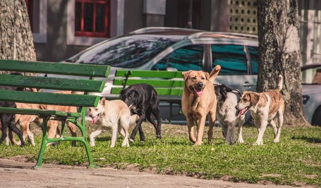 Bakan Yerlikaya’dan Belediyelere Sokak Köpeği Denetimi Talimatı: "Gereği Yapılacak"