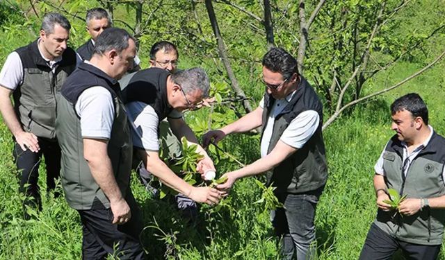 Samsun’da Kestane Gal Arısına Karşı Biyolojik Mücadele Başlatıldı