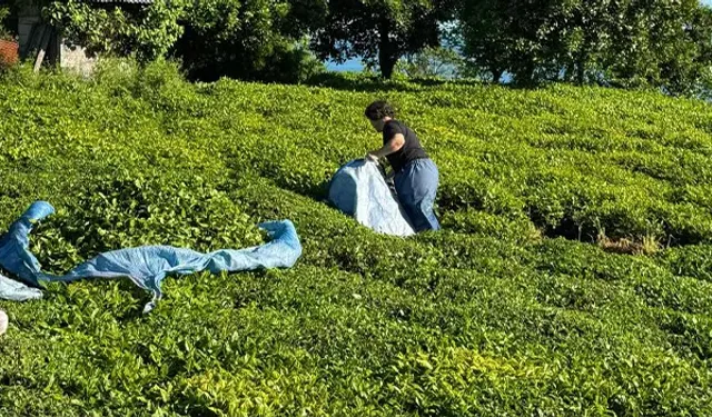 Üreticiler Bahçeye Girdi: 2025 Yaş Çay Sezonu Başladı
