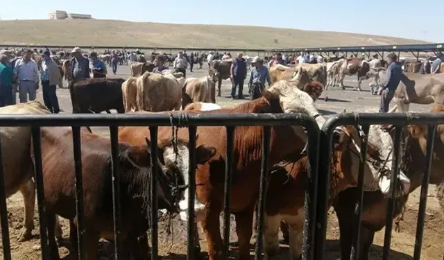 Bayburt’ta Şap Alarmı: 14 Köy ve 4 Mahalle Karantinaya Alındı