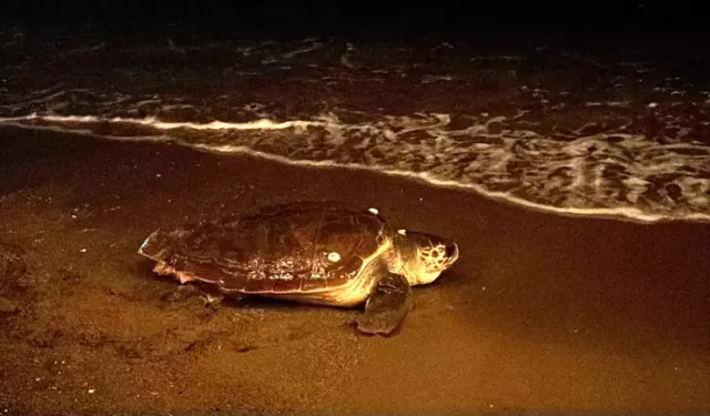 Lara Sahili’nde Caretta Caretta İnsan Yoğunluğu Nedeniyle Yumurtlamadan Geri Döndü