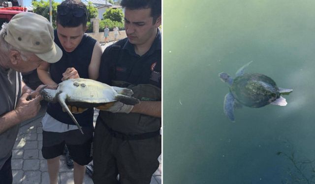 Tuzla’da Misinaya Dolanan Caretta Caretta Kurtarıldı