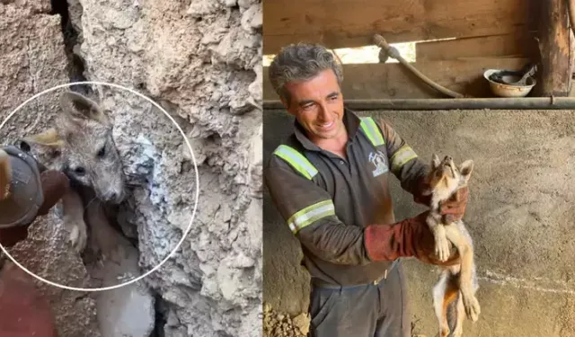 Hakkari’de Maden Ocağı Yakınında Mağarada Sıkışan Tilki İşçiler Tarafından Kurtarıldı