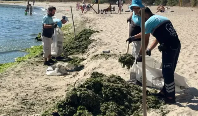 Avcılar Sahilinde Yosun Temizliği: Bir Günde 50 Ton Toplandı