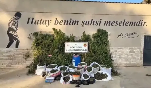 Hatay’da Jandarmadan Kenevir Operasyonu