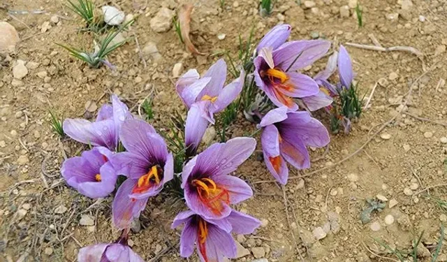 Manisa Demirci’de İlk Kez Safran Üretimi Başarıldı