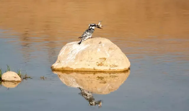 İlk Kez Görülen Alaca Yalıçapkını Heyecan Yarattı