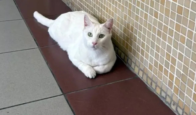 Bakırköy Adliyesi’nde Kediler İçin Toplatma Kararı