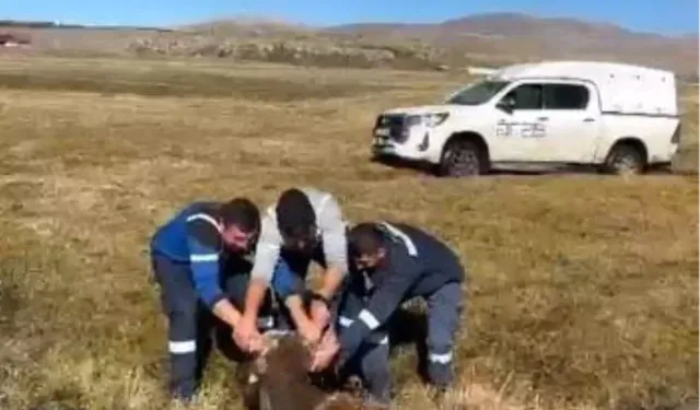 Ardahan’da Bataklığa Saplanan İnek Kurtarıldı