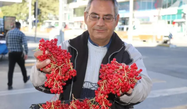 Erzincan’da Şifalı Gilaburu Tezgâhlarda İlgi Görüyor