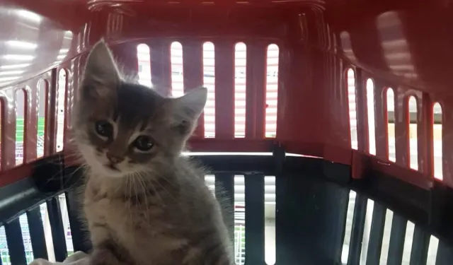 Rize’den Trabzon’a Kaputta Geldi, Ağaçta Mahsur Kaldı