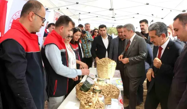 Şırnak Silopi’de Yer Fıstığı Hasadı Başladı