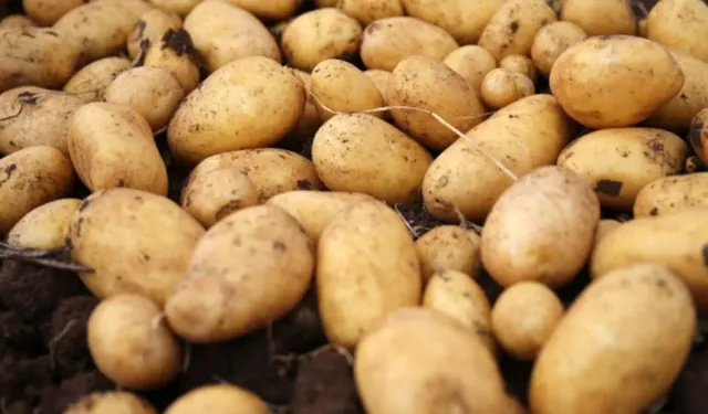 Patateste Yeşillenme ve Lekeler Sağlık Riskini Artırıyor