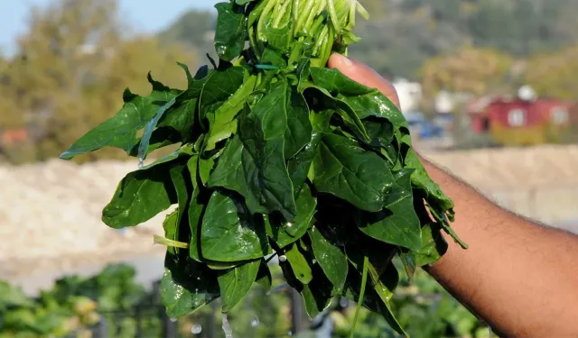 Niğde’de Aynı Aileden 11 Kişi Ispanak Sanıp Zehirlendi