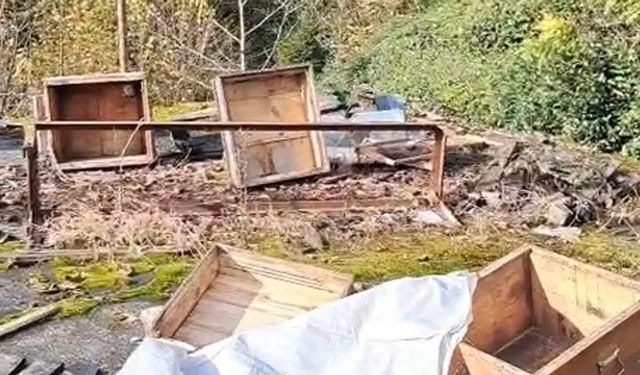 Rize’de Ayı Kovanları Parçaladı: Arıcı Tepkili