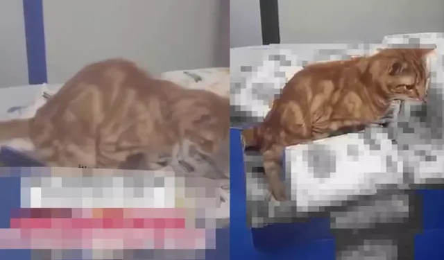 Üç Harfli Markette Hijyen Skandalı