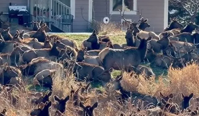 Colorado’da Dev Geyik Sürüsü Şaşkınlık Yarattı