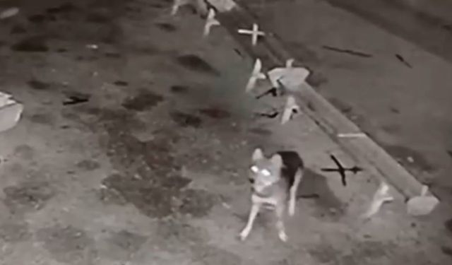 Erzurum Karayazı’da Kurtlar Sokaklara İndi