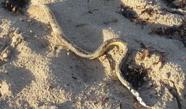 Avustralya’da Deniz Yılanı Ölümleri Endişe Yaratıyor