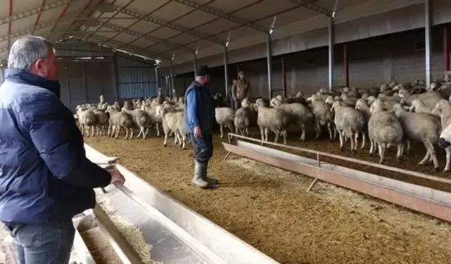 Babasına Kızıp Başladı, 3 Bin Küçükbaş Sahibi Oldu