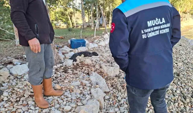 Yavru Akdeniz foku Marmaris kıyısında bulundu