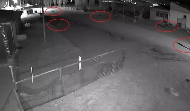 Bayburt’ta Kurt Sürüsünün Köpeği Tuzağa Çekme Anları