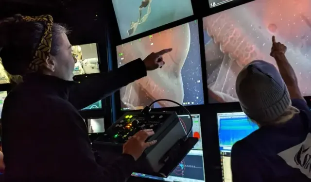 Yedi Kollu Ahtapot 40 Yıl Sonra Yeniden Görüldü