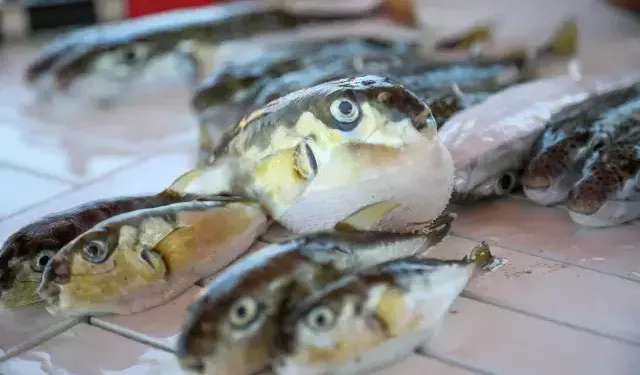 Antalya’da Balon Balığı Avcılığıyla Ekosisteme Büyük Katkı