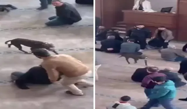 Çayırova’da Camiye Giren Pitbullun Sahibine İşlem