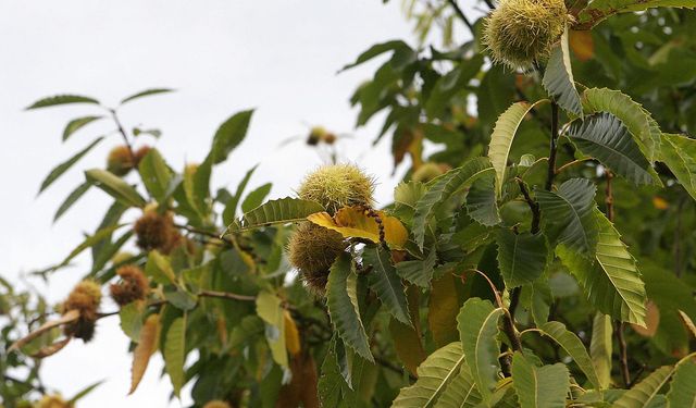 Hasadı Zahmetli, Satışı İse Sabır İşi