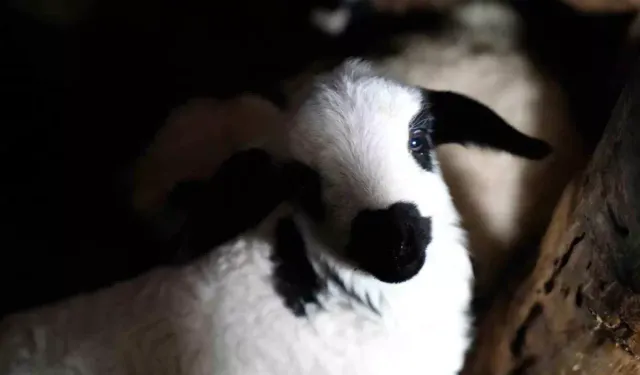 Erzincan’da Kuzu Doğumları Üreticilere Umut Oldu