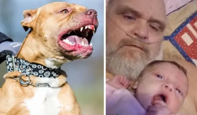 7 Pitbullun Saldırdığı Dede ve Torunu Öldü